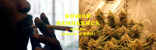 прущие грибы Армянск